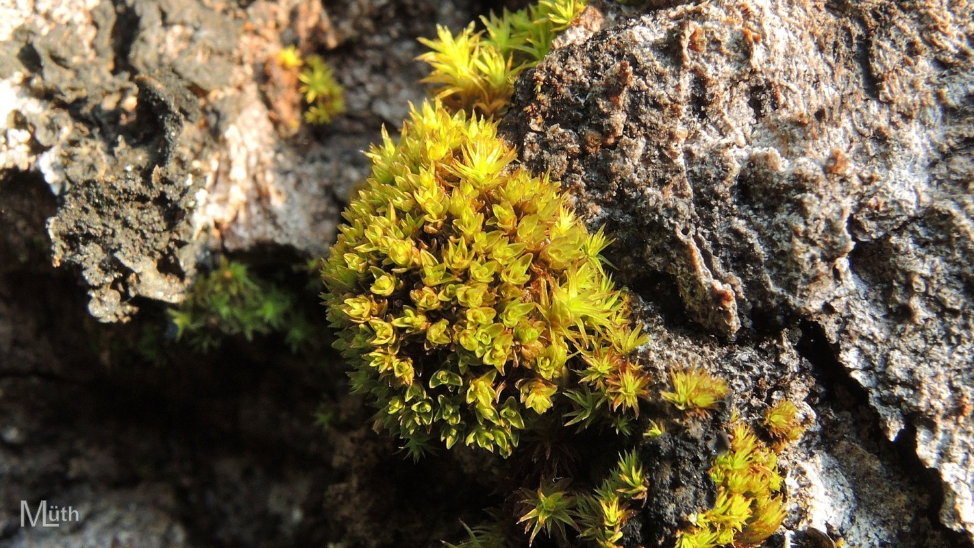 Представитель Семейства Orthotrichaceae